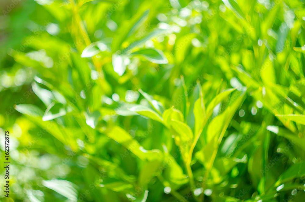 Background of green juicy grass on a meadow in summer, selective focus, shallow depth of field Background of green juicy grass on a meadow in summer, selective focus, shallow depth of field