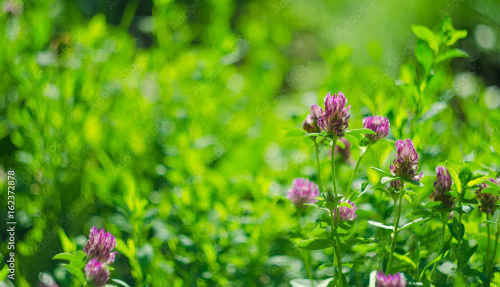 Meadow of beautiful clover flowers for luck, selective focus and shallow depth of field Meadow of beautiful clover flowers for luck, selective focus and shallow depth of field