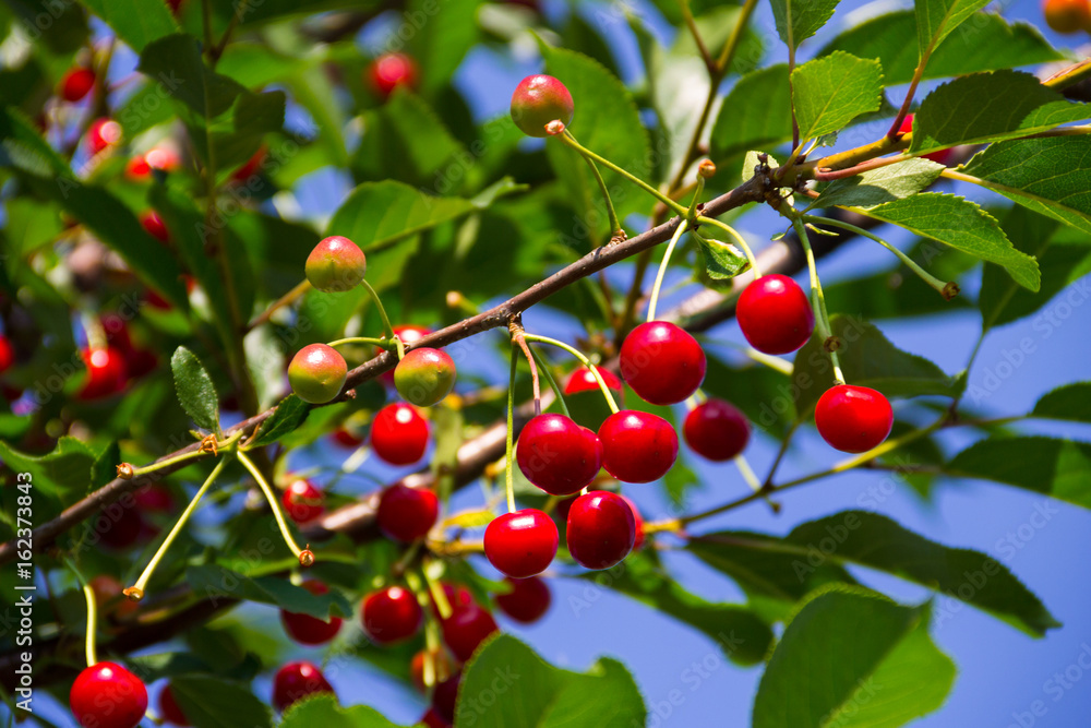 Ripe cherry berries on a tree branch in garden