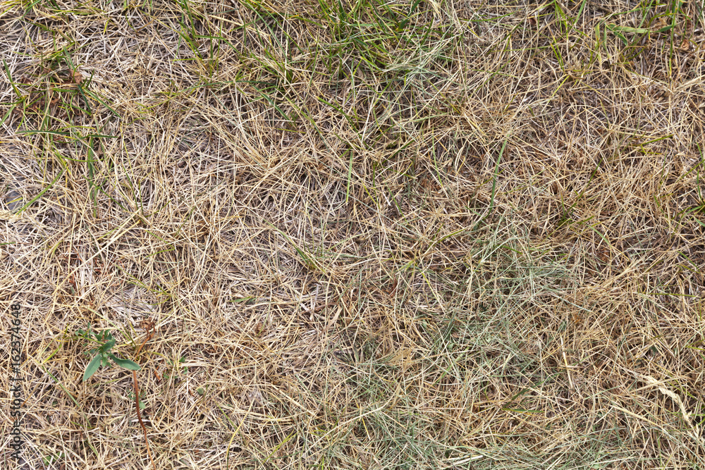 Natural background of dried grass during summer drought. Lawn grass dried from the heat Natural background of dried grass during summer drought. Lawn grass dried from the heat