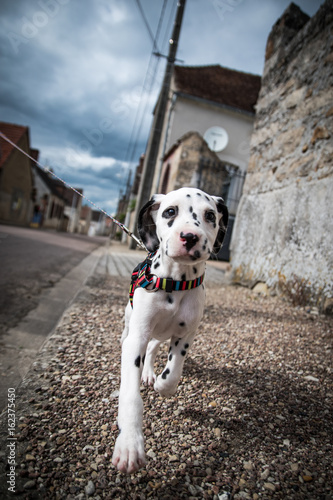 Neya le dalmatien photo