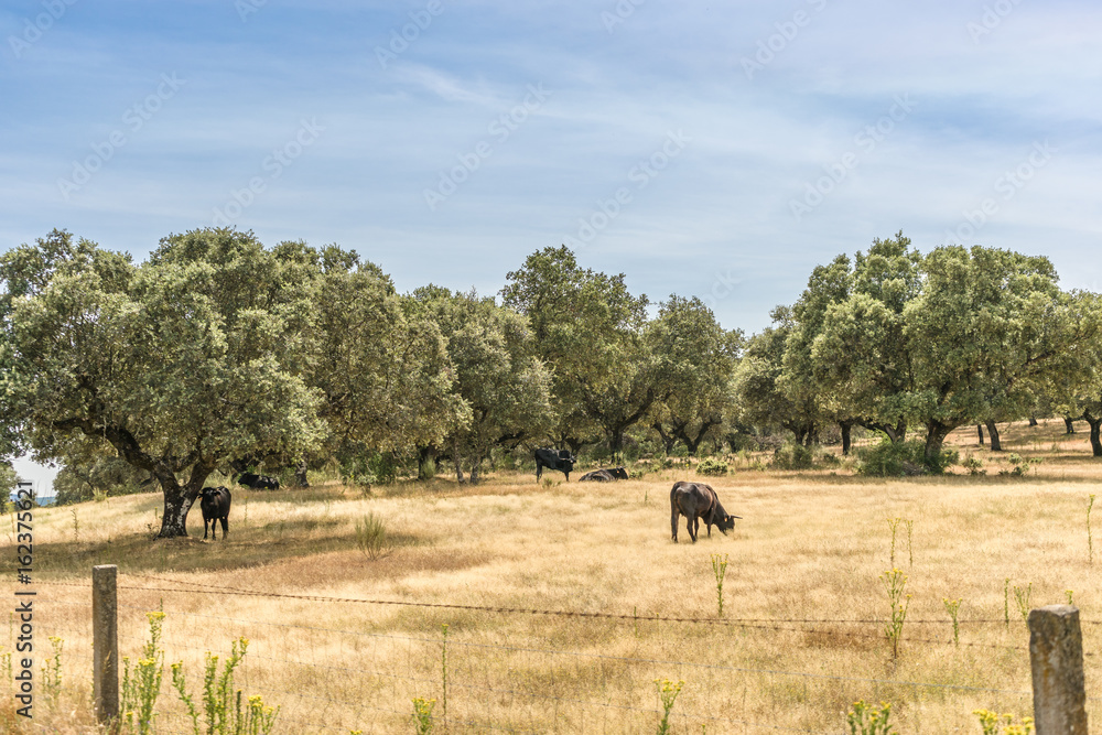 Beautiful landscape of bulls of Avila, Spain Beautiful landscape of bulls of Avila, Spain