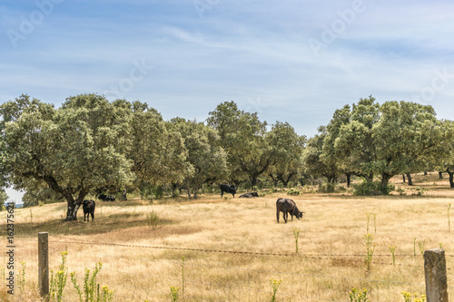 Beautiful landscape of bulls of Avila, Spain