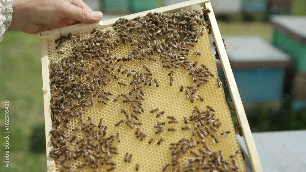 Beekeeper At Hive On An Apiary Beekeeper At Hive On An Apiary