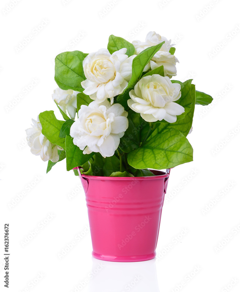 arabian jasmine, jasminum sambac, flower and leaves, jasmine tea flower isolated on white background