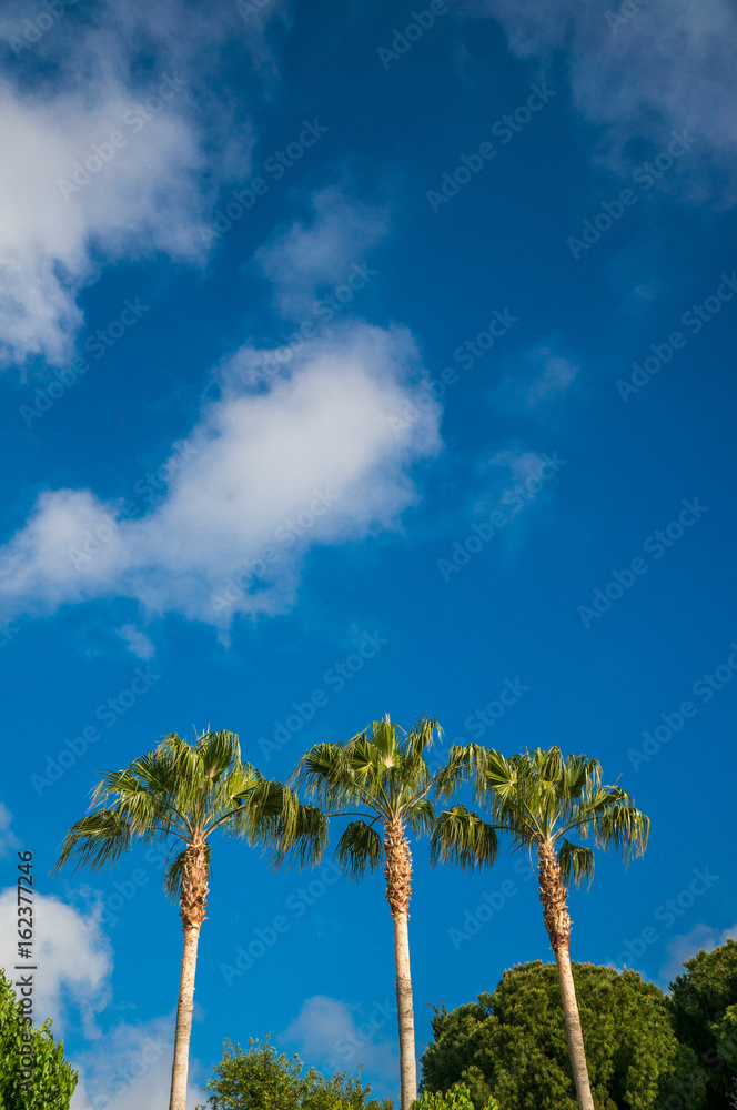A row of palm trees against a blue sky with small clouds. A hot, sunny day.