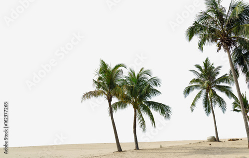 Coconut palm trees isolated on white background