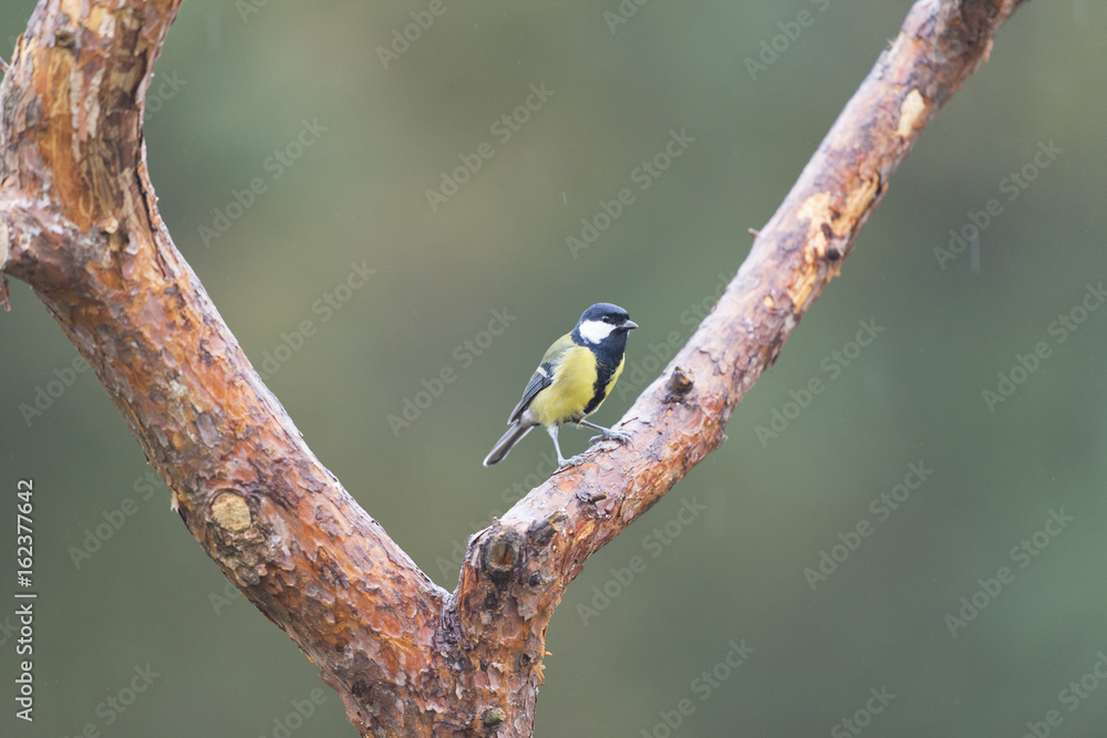 Great tit Great tit