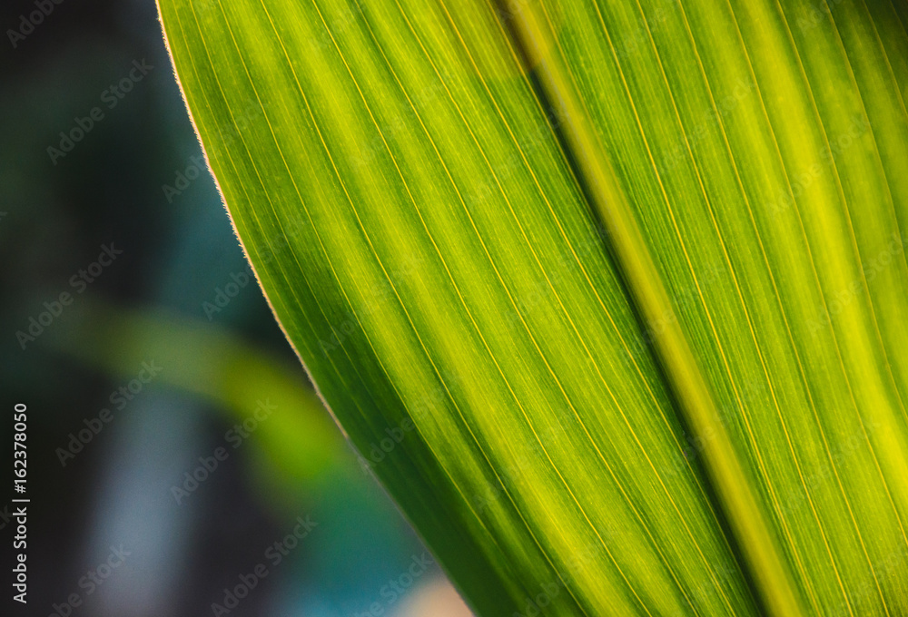 Corn leaf - close up - obrazy, fototapety, plakaty 