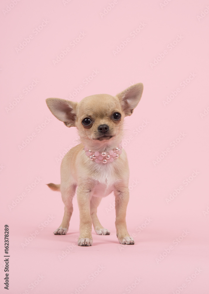 Cute chihuahua puppy dog wearing a pearl necklace standing on a pink background