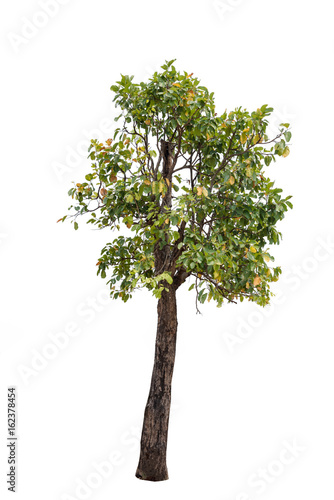 tree isolated white background