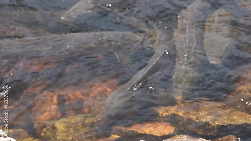 Sturgeon Spawning on Wolf River, Shiocton, WI photo