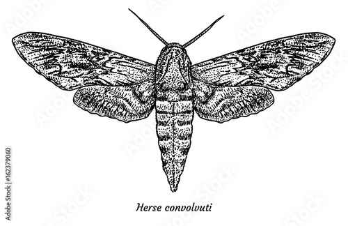 Convolvulus hawkmoth illustration, drawing, engraving, ink, line art, vector