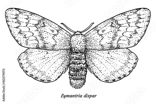 Gypsy moth illustration, drawing, engraving, ink, line art, vector