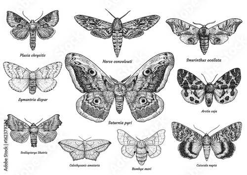 Set of moths and butterflies illustration, drawing, engraving, ink, line art, vector photo
