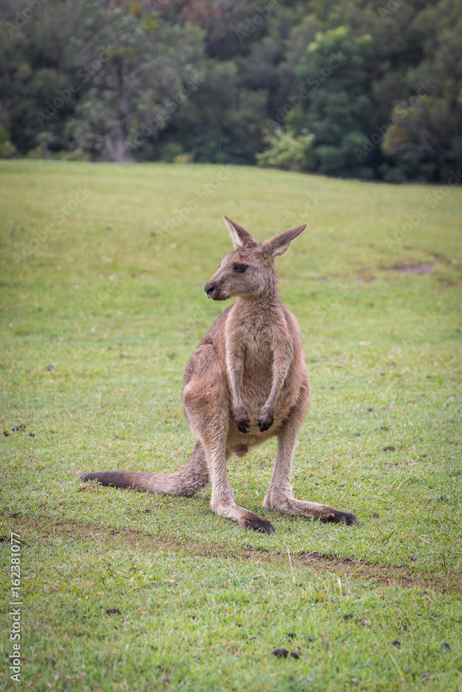 Baby kangaroo on a grass field looking left in Queensland Australia Baby kangaroo on a grass field looking left in Queensland Australia