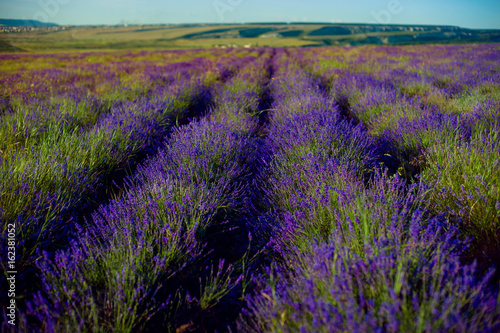 lavender flowers - Sunset over a summer purple lavender field . Bunch of scented flowers in the lavanda fields