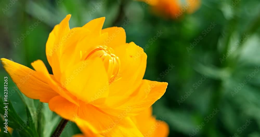 The bud of globeflower is swinging in the wind. Close-up of Trollius (Ranunculales). The bud of globeflower is swinging in the wind. Close-up of Trollius (Ranunculales).