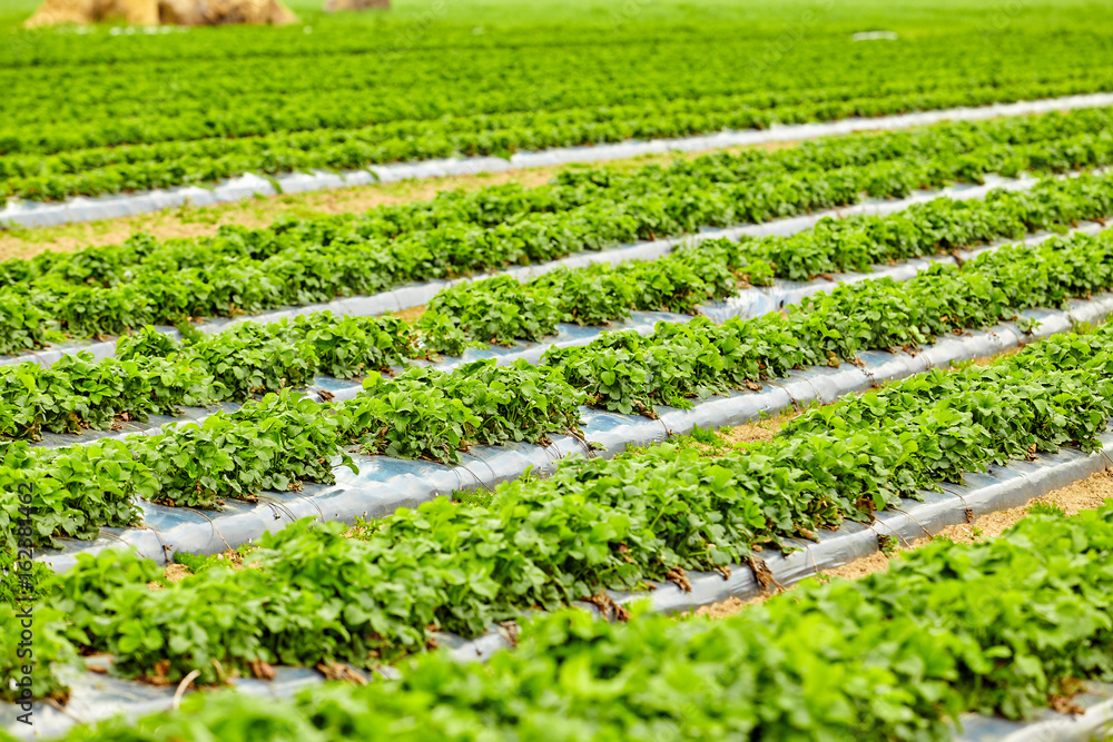 Agriculture farm of strawberry field