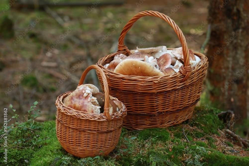 Two baskets with wild mushrooms Two baskets with wild mushrooms