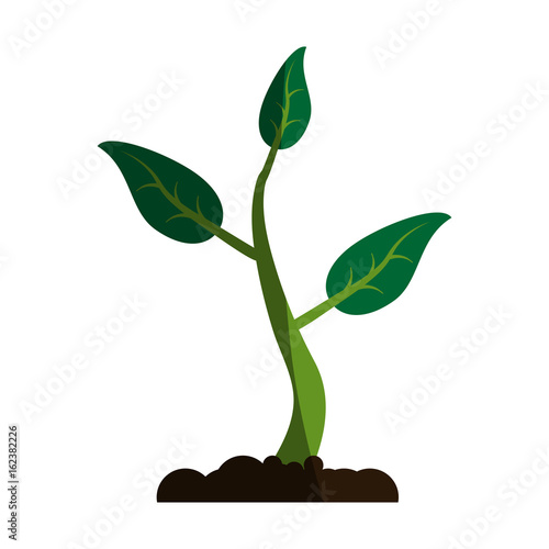 plant with leaves in soil  icon image vector illustration design 