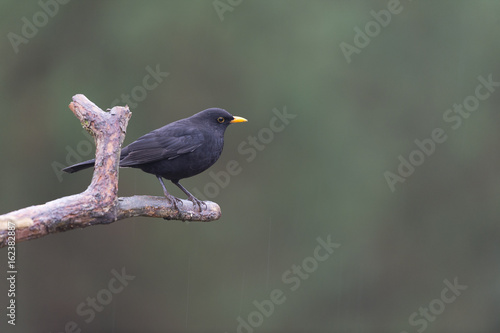 Common blackbird on branch