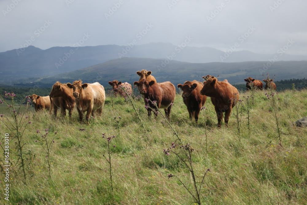 Fototapeta premium Rinder Highlands