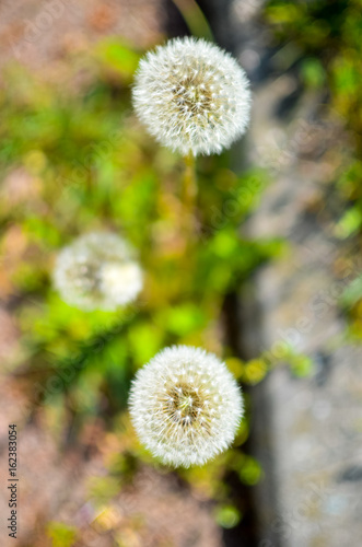 Fototapeta Naklejka Na Ścianę i Meble -  Dandelion seed outdoors in white and green colors
