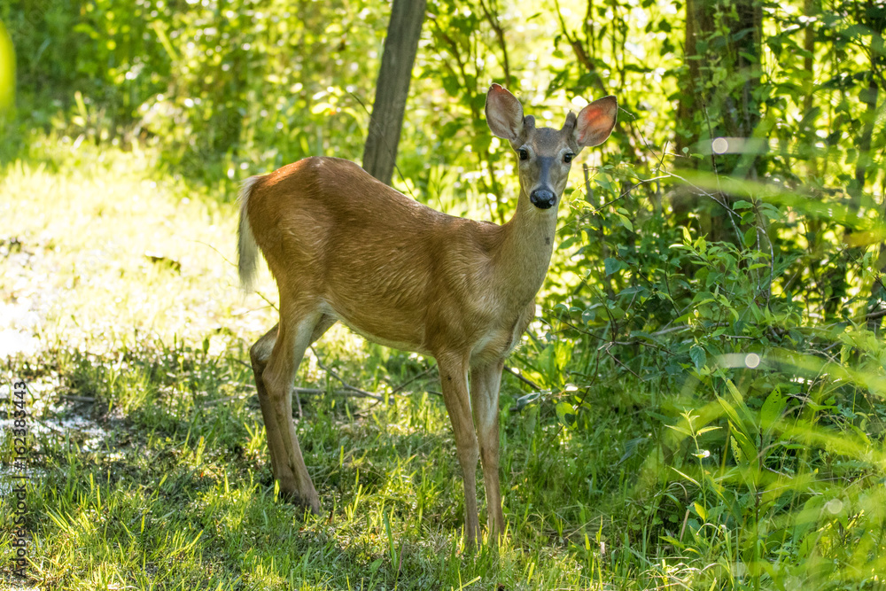 Deer in Morning Light