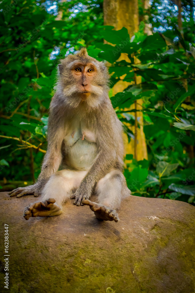 Long-tailed macaques Macaca fascicularis in The Ubud Monkey Forest Temple on Bali Indonesia