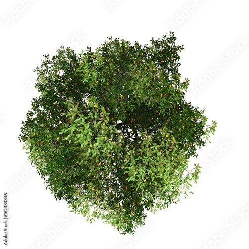 tree top view isolated white background