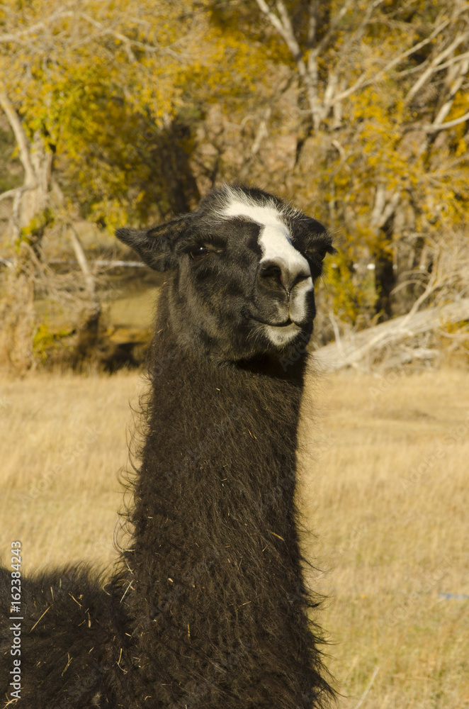 Obraz premium Llama Head Shot