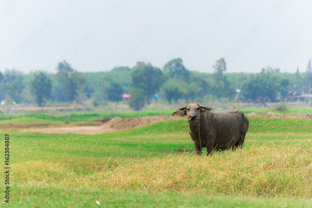 buffalo with straw on grass