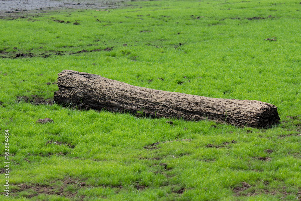 Long Log on green grass