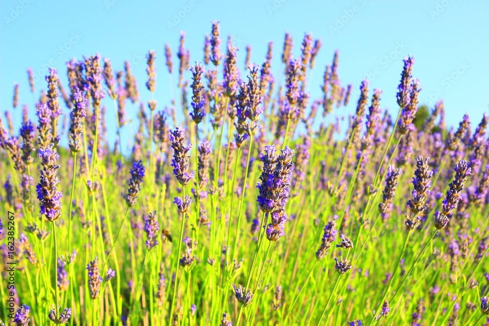 Naklejka premium Lawenda