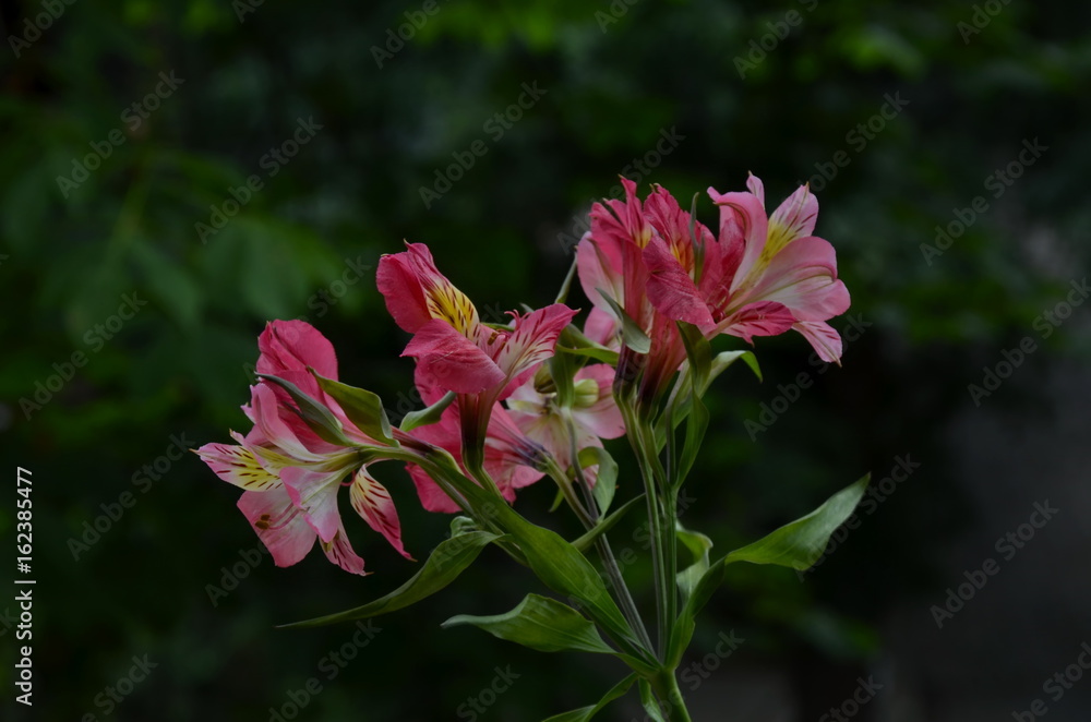 Pink alstroemeria flowers in the green natural background, Sofia, Bulgaria Pink alstroemeria flowers in the green natural background, Sofia, Bulgaria