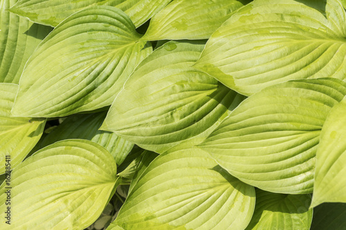 Vibrant and healthy wide hosta leaves, solid green