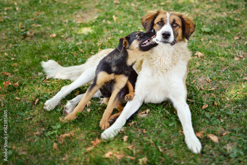 Small dog biting a bigger dog on the face while laying on grass © marko314