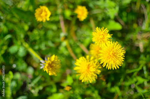 Fototapeta Naklejka Na Ścianę i Meble -  Dandelion, Taraxacum officinale, yellow flower.