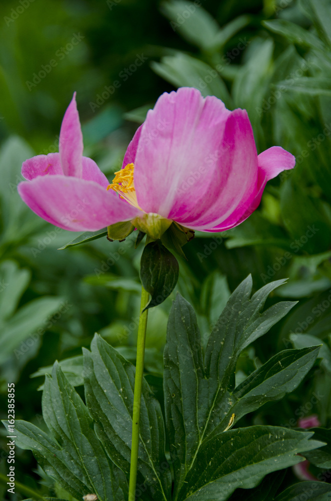 Obraz premium Peony Plants in Full Bloom