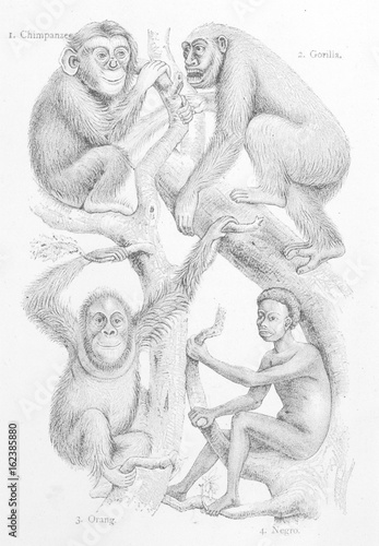 Man and Other Primates. Date: 1879