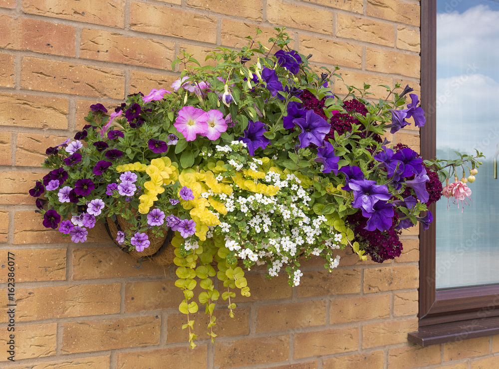 Large hanging basket of flowers with a wide range of colors for the summer.