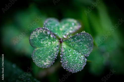 A single clover with dew drops