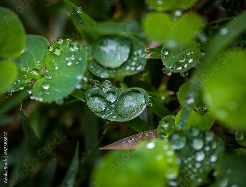 Leafs with water drops