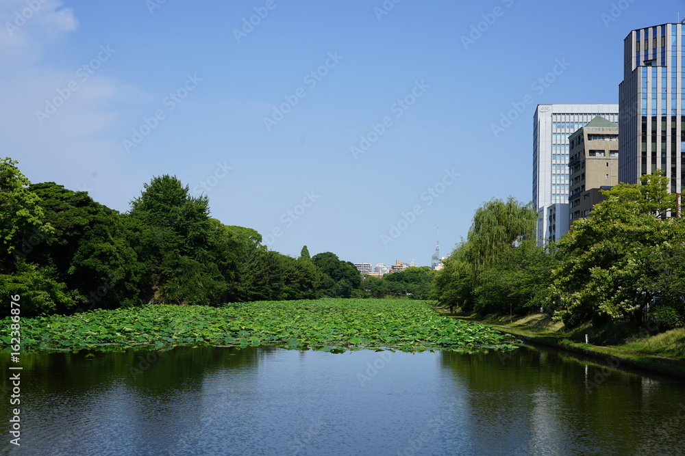 福岡城跡舞鶴公園お堀の蓮の葉　景色