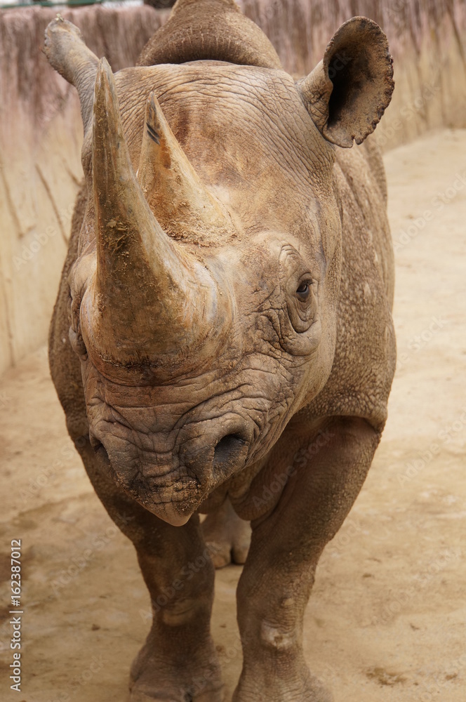 Naklejka premium クロサイ