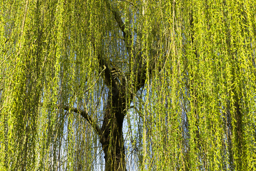 Le Printemps du Saule Pleureur photo