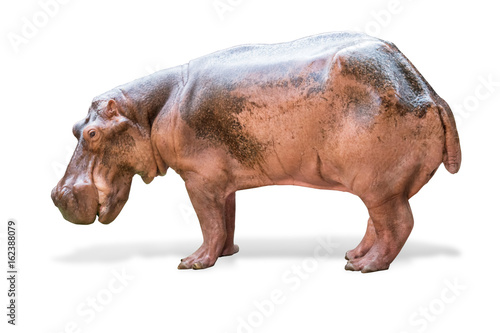 Young hippopotamus isolated on white background with clipping path.