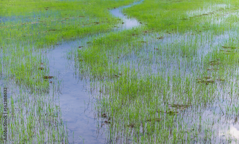 Rice plant Rice plant