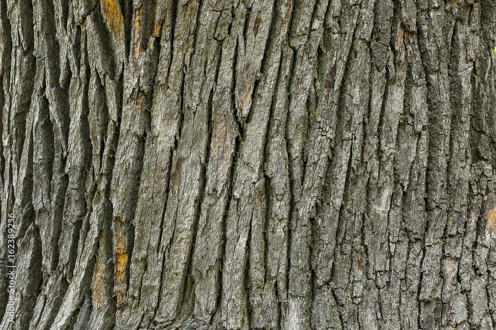 Old Wood Tree Texture Background Pattern Old Wood Tree Texture Background Pattern